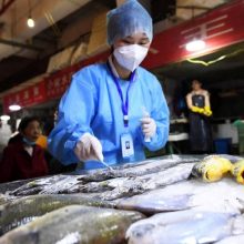 Kinijoje dėl koronaviruso testuojamos net žuvys