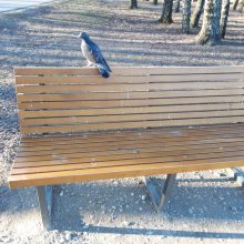 Kalniečių parke suolelius apdergė paukščiai, stalus aprašinėjo žmonės