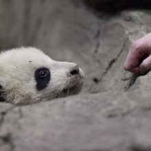 Zoologijos sode Vašingtone pasverta 4 mėnesių pandutė Bao Bao