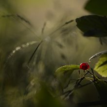 Po gamtos stogu – tyli šeimos laimė