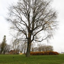 Klaipėdoje bus naikinama žiedinė sankryža