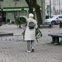 Į kauniečių namus iškeliavo tūkstančiai eglių šakų