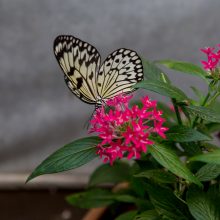 Tropiniai drugeliai kauniečius vilioja spalvomis