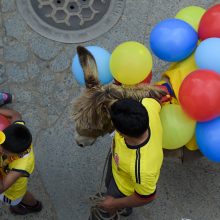 Asilų konkursą laimėjo koketiškos kaimietės kostiumu papuoštas gyvulys