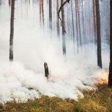 Graikija įtaria, kad už pražūtingo gaisro slypi nusikalstama veika