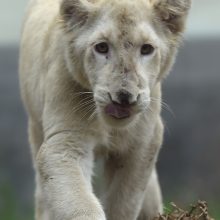 Zoologijos sode pristatyti du itin retų baltųjų liūtų jaunikliai