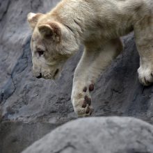 Zoologijos sode pristatyti du itin retų baltųjų liūtų jaunikliai