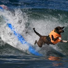 Kalifornijoje bangas skrodė šunys