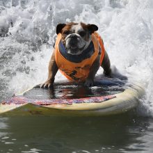 Kalifornijoje bangas skrodė šunys