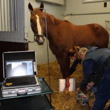 Į atnaujintą kliniką žirgus gabena ir iš kaimyninių šalių