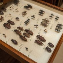 Zoologijos muziejų praturtino dar dvi vertingos kolekcijos