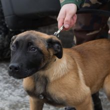 Ramzio netekusiam pasieniečiui – naujas aviganis Marsas