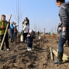 Giraitėje pasodinta šimto liepų alėja