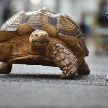 Tokijo gatvėse praeivius stebina didžiulis vėžlys