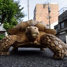 Tokijo gatvėse praeivius stebina didžiulis vėžlys
