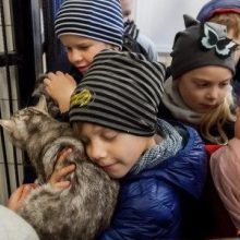 Vilniaus beglobiams gyvūnams ieškos naujų namų