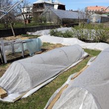 Daržininkystė: širdžiai miela veikla moteris užsiima savo namų pašonėje.