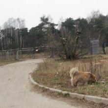 Pažeidimas: klaipėdietė užfiksavo, kaip po rajoną be priežiūros valkatauja kaimynų šuo.