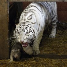 Klaipėdos zoologijos sode – itin retos rūšies tigrų jaunikliai