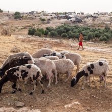 Trys fotografo savaitės – dykumoje su Palestinos beduinais