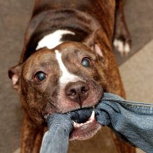 Pitbulterjerai priskiriami kovinių šunų veislei.