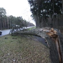 Iki 27,7 m/s greitį pasiekęs vėjas vartė medžius Klaipėdoje, Šventojoje ir Smiltynėje.