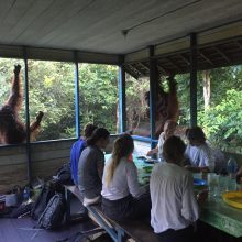 Trys savaitės pas Džiunglių karalienės miško žmones ir orangutanus