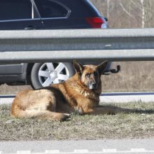 Greitkelyje – šunų guolis