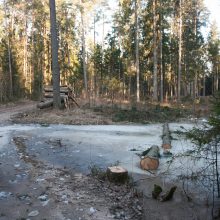 Kurortinės Kulautuvos miško genocidas: kas iš jo pelnosi?