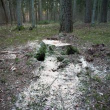 Kurortinės Kulautuvos miško genocidas: kas iš jo pelnosi?
