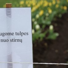 VDU Botanikos sode Kaune – spalvinga tulpių jūra