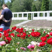 Botanikos sode – spalvinga bijūnų jūra: suspėkite pamatyti!