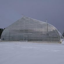 Ledynmetį menančių eglių švedai randa Lietuvoje