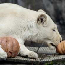 Originalus meniu: baltasis liūtas mielai graužia moliūgus