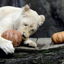 Originalus meniu: baltasis liūtas mielai graužia moliūgus