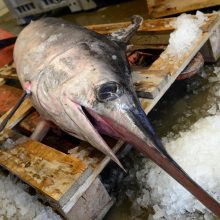 Viduržemio jūroje – nykstančių durklažuvių žvejybos kvotos