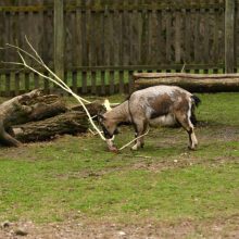 Naujo Lietuvos zoologijos sodo sezono vinis –  tigras Edas 