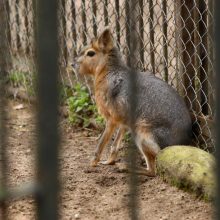 Naujo Lietuvos zoologijos sodo sezono vinis –  tigras Edas 