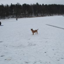 Ant Kauno marių ledo – alkoholiu nesišildantys žvejai ir žiemos pramogų mėgėjai