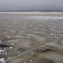 Ventės rage žiemos ramybe mėgaujasi ir jūriniai ereliai