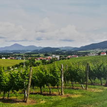 Slovėnija – kompaktiškasis kalnų, upių ir bičių kraštas