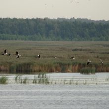 Žuvinte – rekordiniai žąsų ir gervių susitelkimai