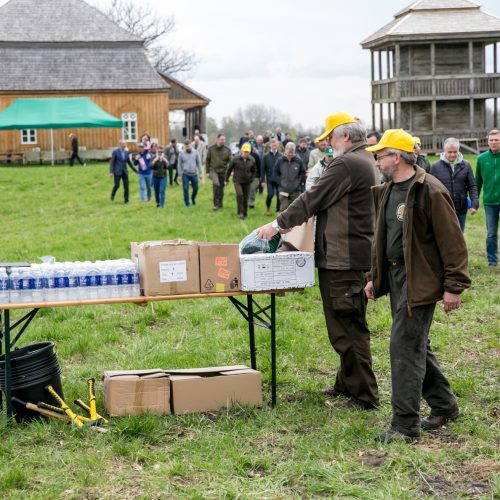 Ąžuolų klonų sodinimo akcija Rumšiškėse  © Vilmanto Raupelio nuotr.