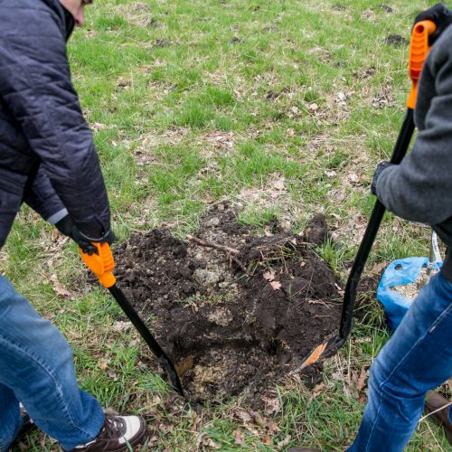 Ąžuolų klonų sodinimo akcija Rumšiškėse  © Vilmanto Raupelio nuotr.