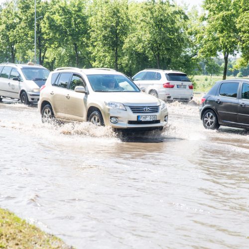 Kauną skandino liūtis  © Skaitytojų, 