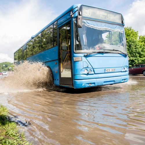 Kauną skandino liūtis  © Skaitytojų, 