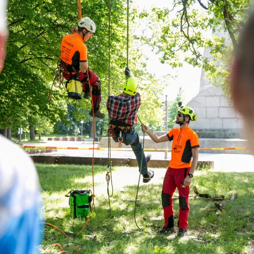 Gamtos paslaptys Kauno ąžuolyne  © Vilmanto Raupelio nuotr.