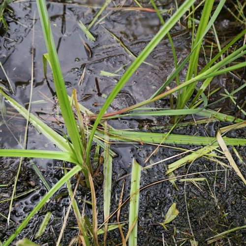 Raudonpilvės kūmutės ir baliniai vėžliai paleisti į gamtą  © Lietuvos zoologijos sodo nuotr.