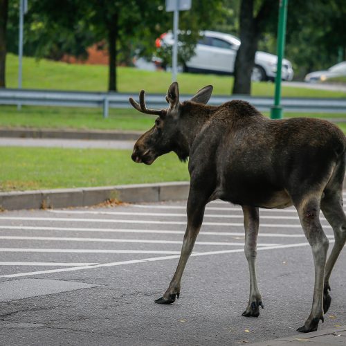 Briedis miesto gatvėmis  © Vytauto Petriko nuotr.