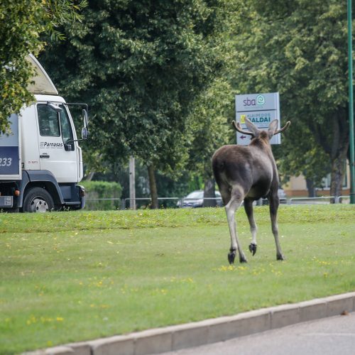 Briedis miesto gatvėmis  © Vytauto Petriko nuotr.